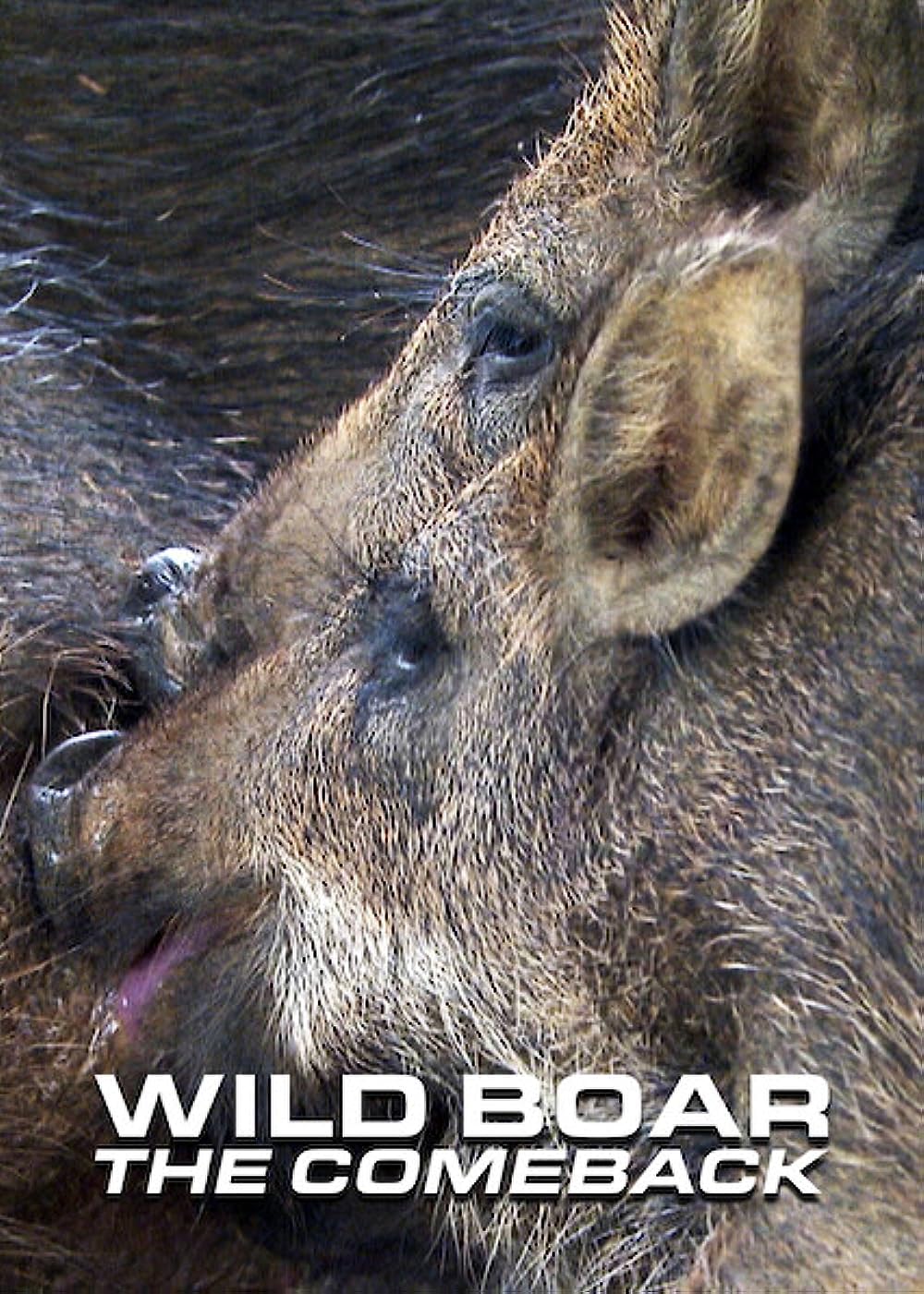     Wild Boar - The Comeback
